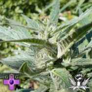 Gage Green Seeds High Flyer